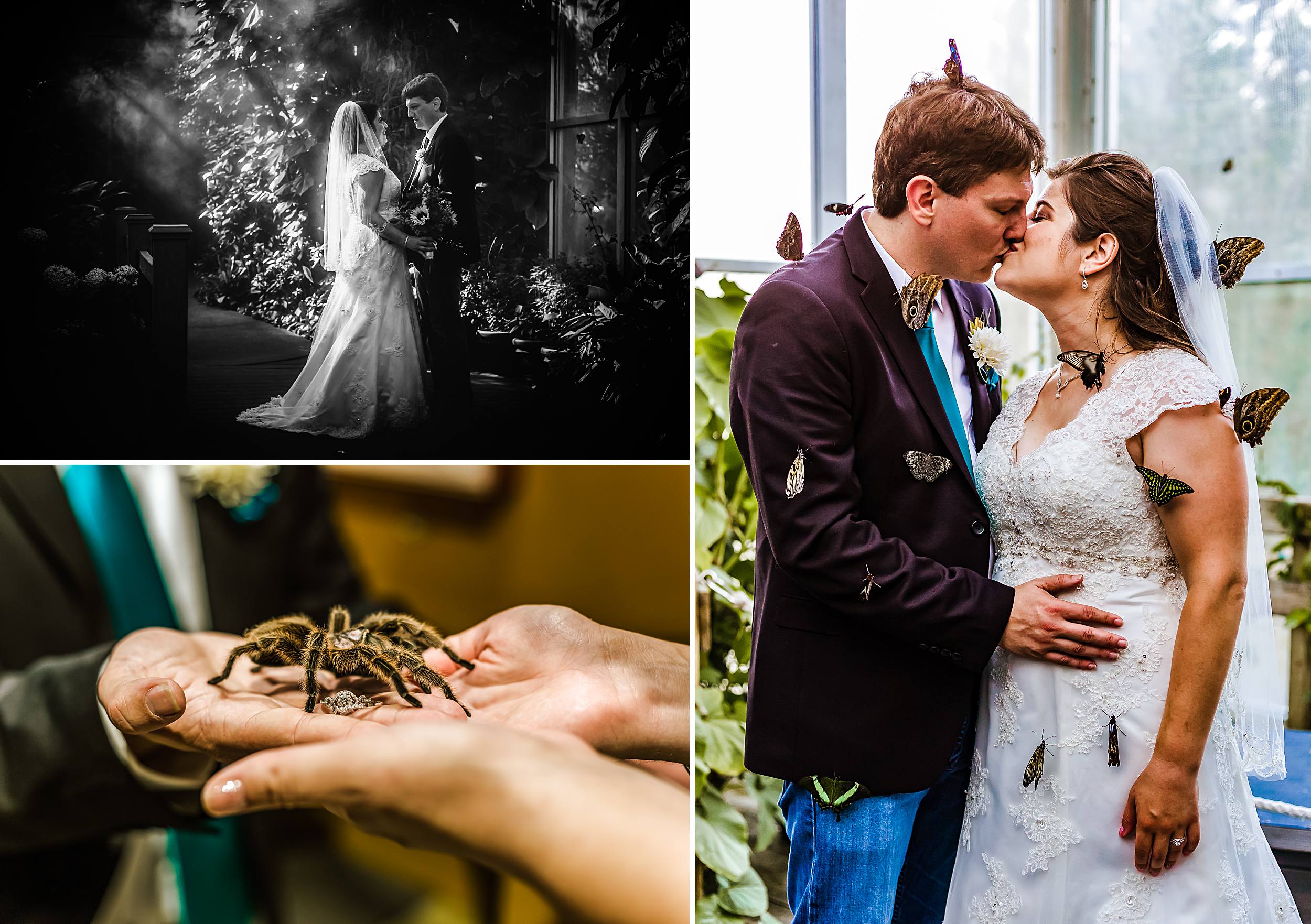 The Butterfly Pavilion in Westminster, CO offers interactive exhibits for your wedding guests.